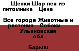 Щенки Шар пея из питомника › Цена ­ 25 000 - Все города Животные и растения » Собаки   . Ульяновская обл.,Барыш г.